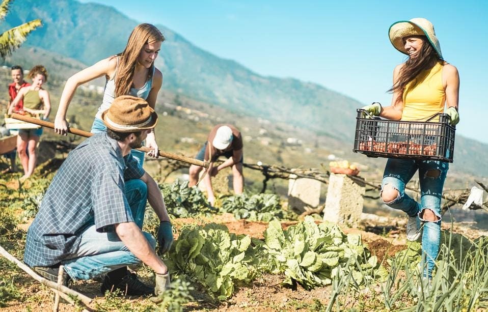 A group of people working in a garden

Description automatically generated